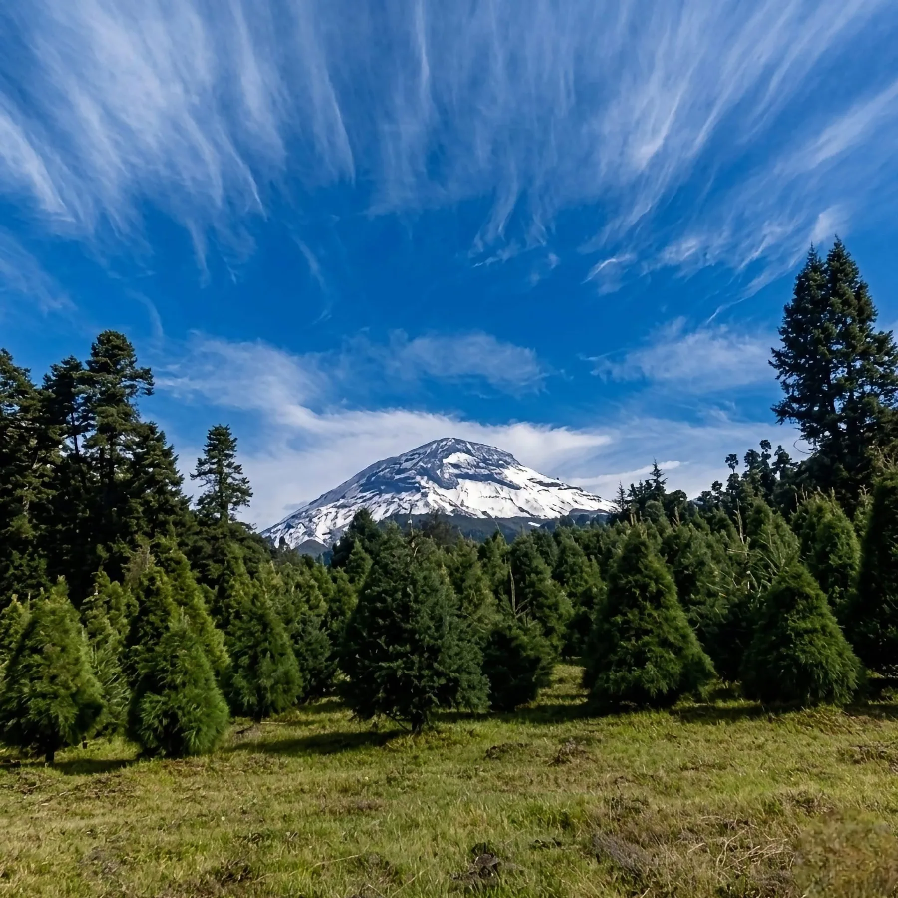 Bosque de cedros y Popocatépetl