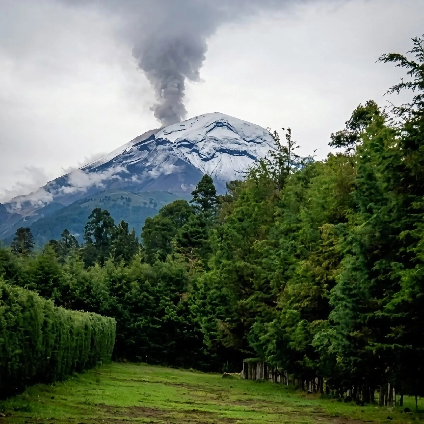 Vista aérea del laberinto de cedros de Ecoparque San Pedro